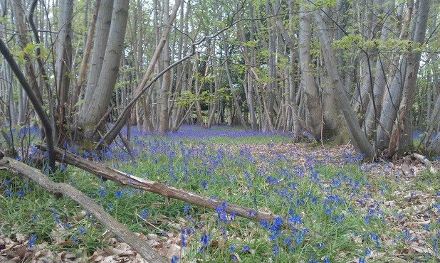 bluebells in sweet chestnut coppice